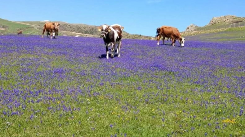 Ordu’nun Zirvesinde Keşfedilmeyi Bekleyen Cennet: Turistleri Bekliyoruz