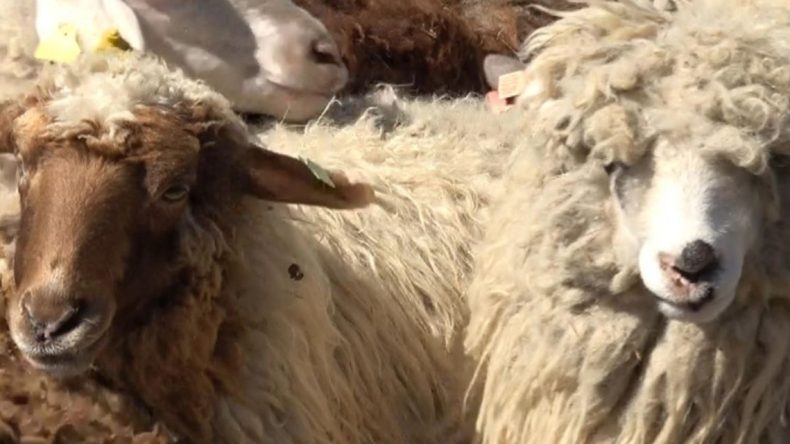 Özel Yetiştirilen Koyun ve Koçlar Kurbanlık Olarak Satışa Sunuldu