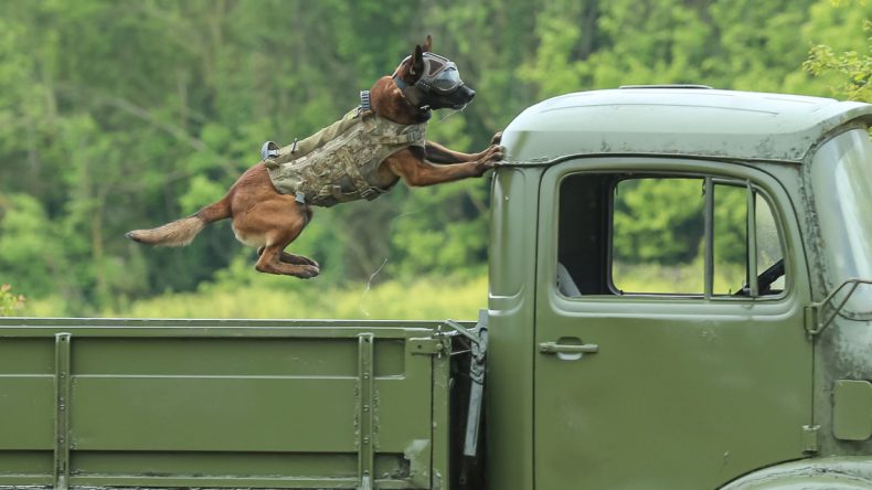 Patlayıcıları Hızla Tespit Eden Köpekler Bursa’da Eğitiliyor