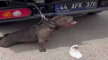 Pitbull Saldırısına Uğrayan Kadın Yaralandı