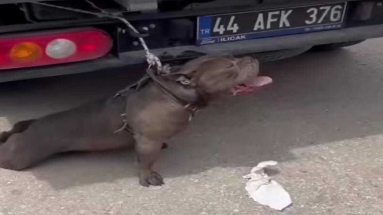 Pitbull Saldırısına Uğrayan Kadın Yaralandı