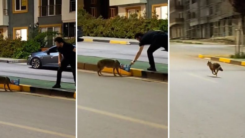 Poşet Takılan Çakal, Vatandaş Tarafından Kurtarıldı