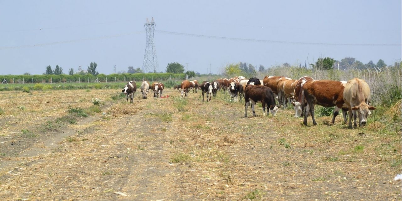 Hasat Zamanı