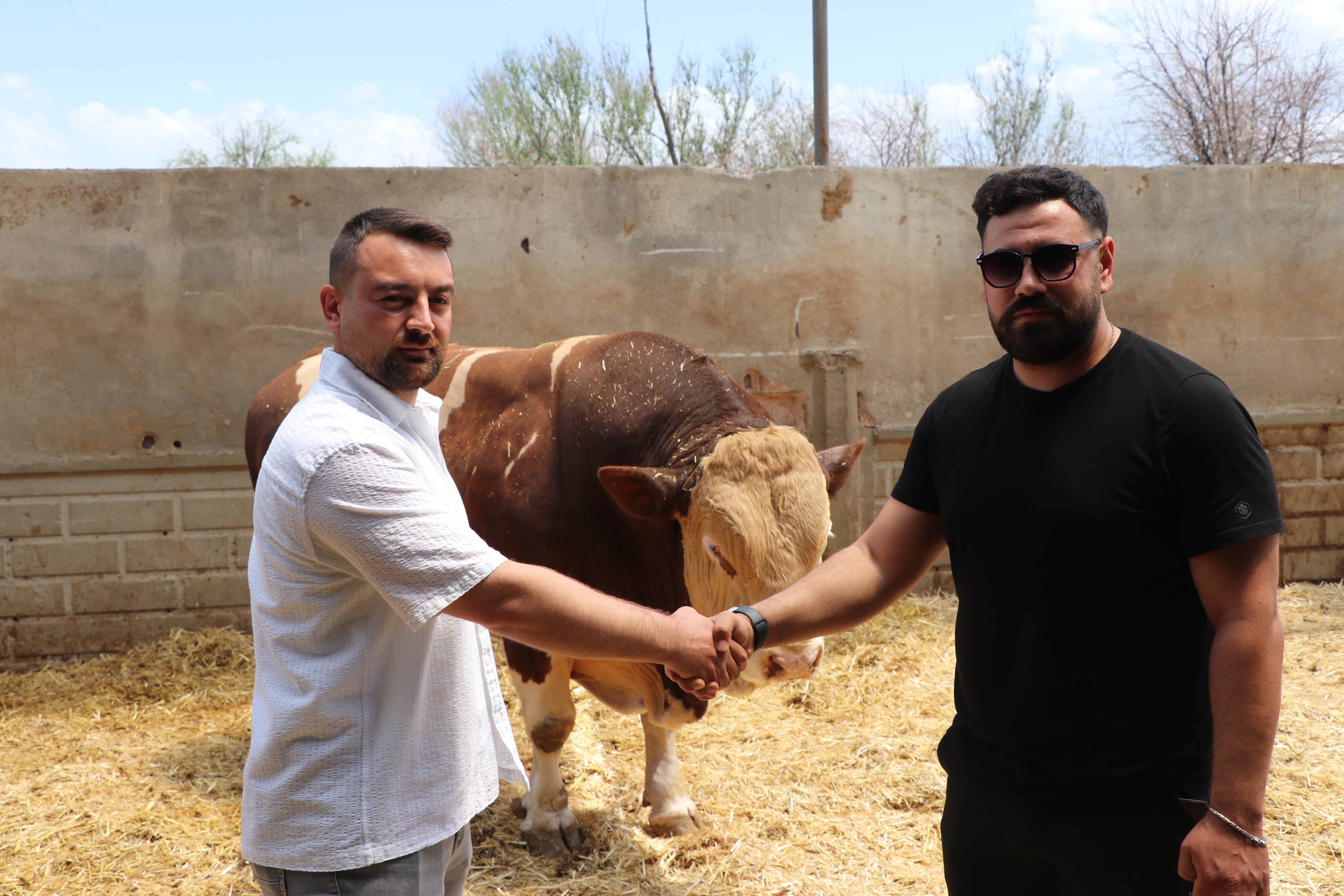 Poyraz Boğa