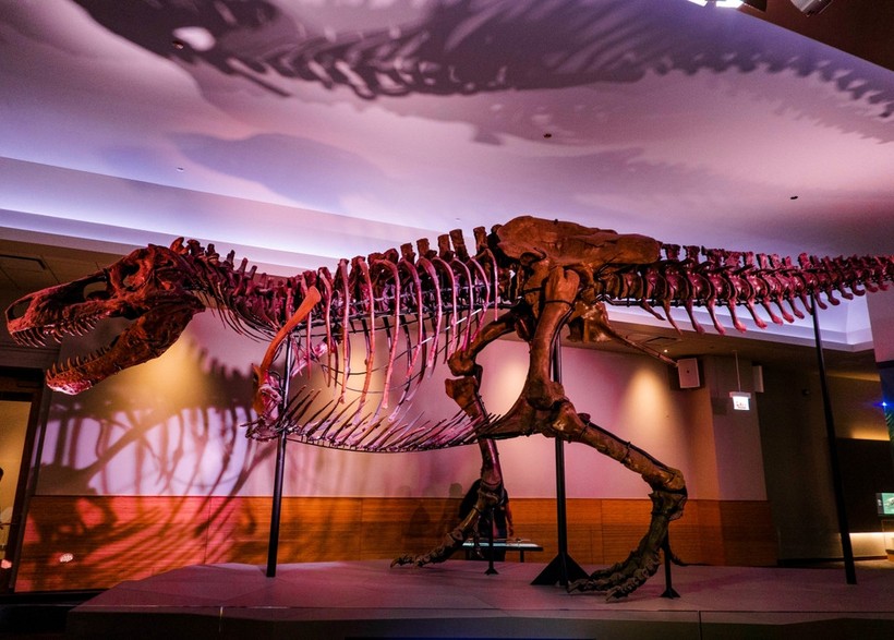 T.rex Derisi Projeksiyonu