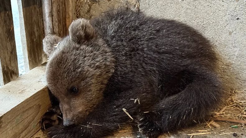 Sinop’ta Annesiz Yavru Ayı Koruma Altında