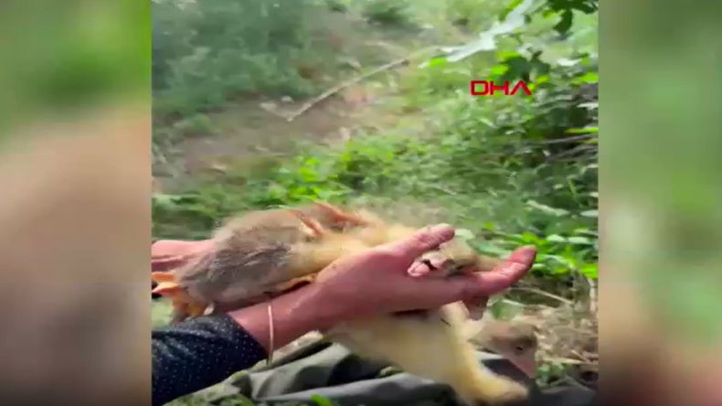 Su Kuyusuna Düşen Ördekler İtfaiye Tarafından Kurtarıldı