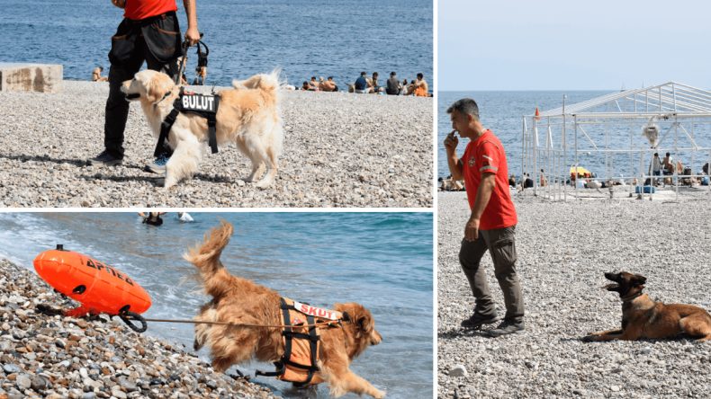 Suda, Doğada ve Enkazda: Eğitimli Arama Kurtarma Köpekleri Görevde