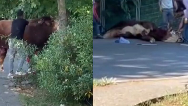 Tanıdık Görüntü Kurban Bayramı Öncesinde Ortaya Çıktı
