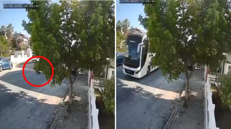 Tur Otobüsü Sokak Köpeğini Ezerken Durdurmadı