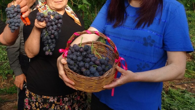 Turfanda ‘Siyah İncinin’ Hasadı Başladı: Kilosu 250 Liraya Kadar Yükseldi