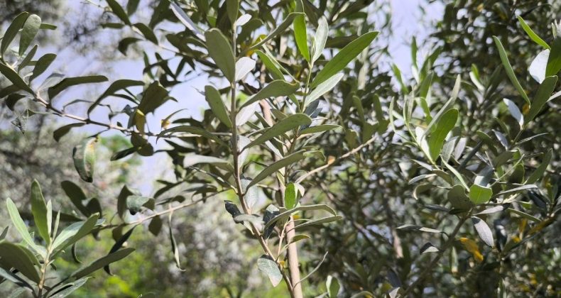 Üretici: Zeytinyağının kilosu 500 liradan aşağı olmayacak