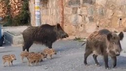 Yaban Domuzu Beslemek Ceza Getiriyor