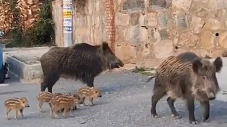Yaban Domuzu Beslemek Ceza Getiriyor