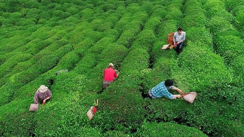Yaş Çay Alım Fiyatı 2025 İçin Belirlendi: 25,44 TL