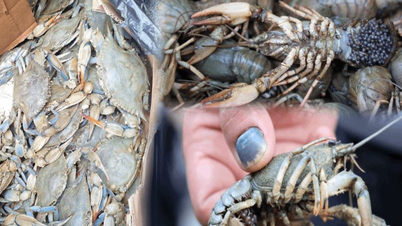 Yasak av, kolilere saklandı! Terminalde 340 kilo canlı ele geçirildi