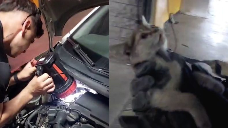 Yavru Kedi İtfaiyenin ‘Motor’ Becerilerini Test Etti