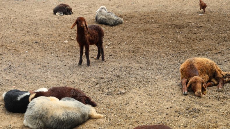 Zehirli Kumpas: 77 Koyun Hayatını Kaybetti, Kuzular Annesiz Kaldı