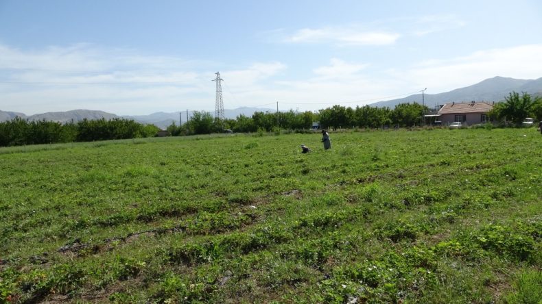 Zirai Donun Ardından İlk Hasat: Kilosunu 125 Liradan Satıyorlar
