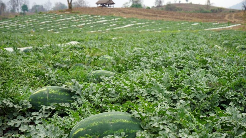 'Fiyatı 5 TL'ye düştü' diyerek isyan ettiler: Büyük zarardayız