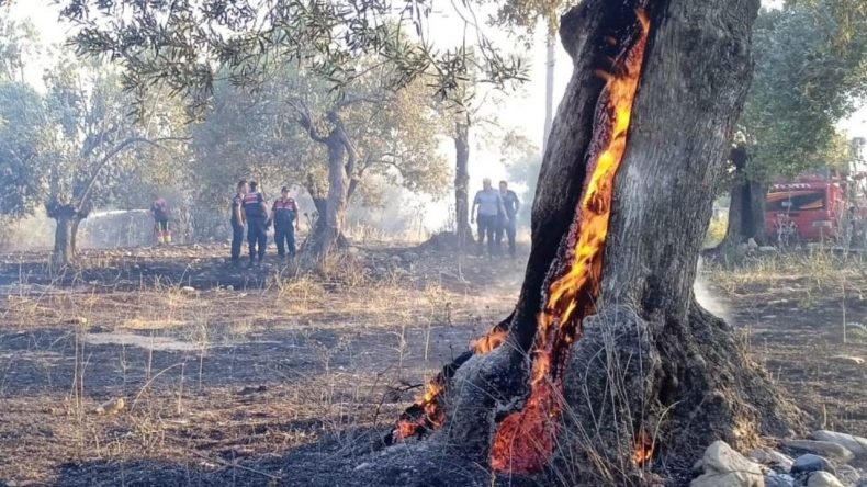 123 Zeytin Ağacı Alev Alev Yandı
