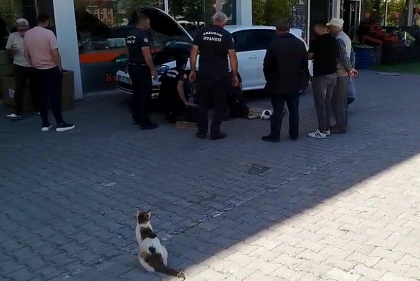 Kediler kurtarıldı