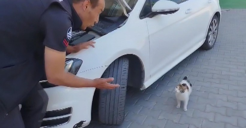Yavru kediler motor kısmında