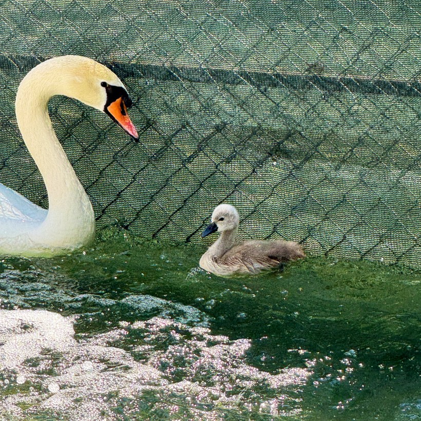 Beyaz Kuğu Yavrusu