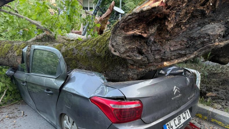 150 Yıllık Ağaç Park Halindeki Araçların Üzerine Devrildi