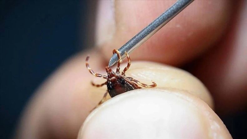2025 bilançosu: 13 kişi kene ısırması sonucu öldü