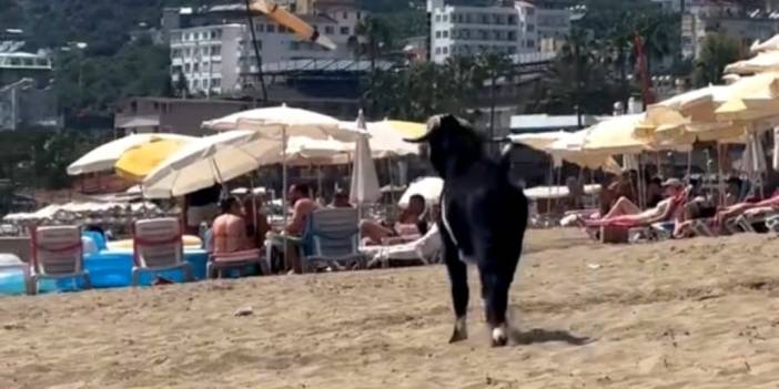 Plajda Eğlence
