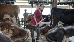 8 Yaşında Kurban Pazarında ‘Çalışıyor’: Tırın Arkasına Atlayarak Geldim