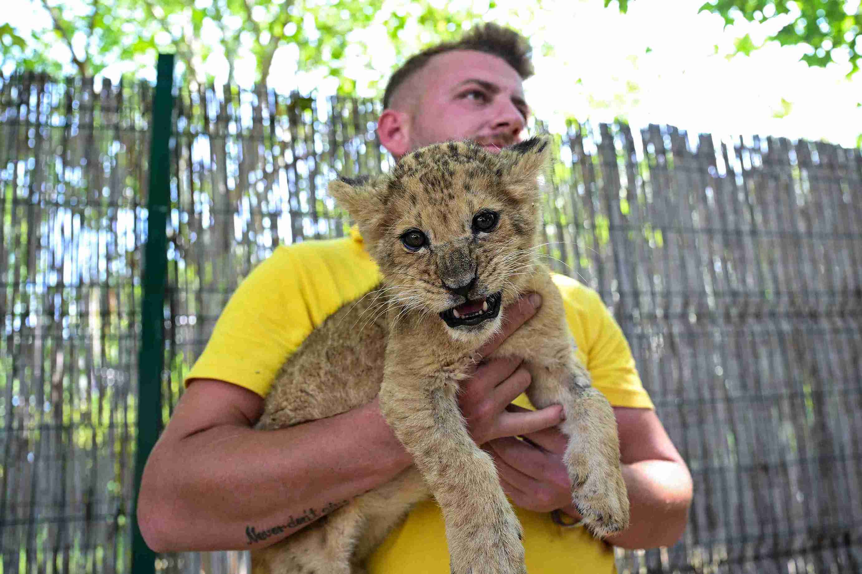 Aslan yavruları Osimhen ve Ciro