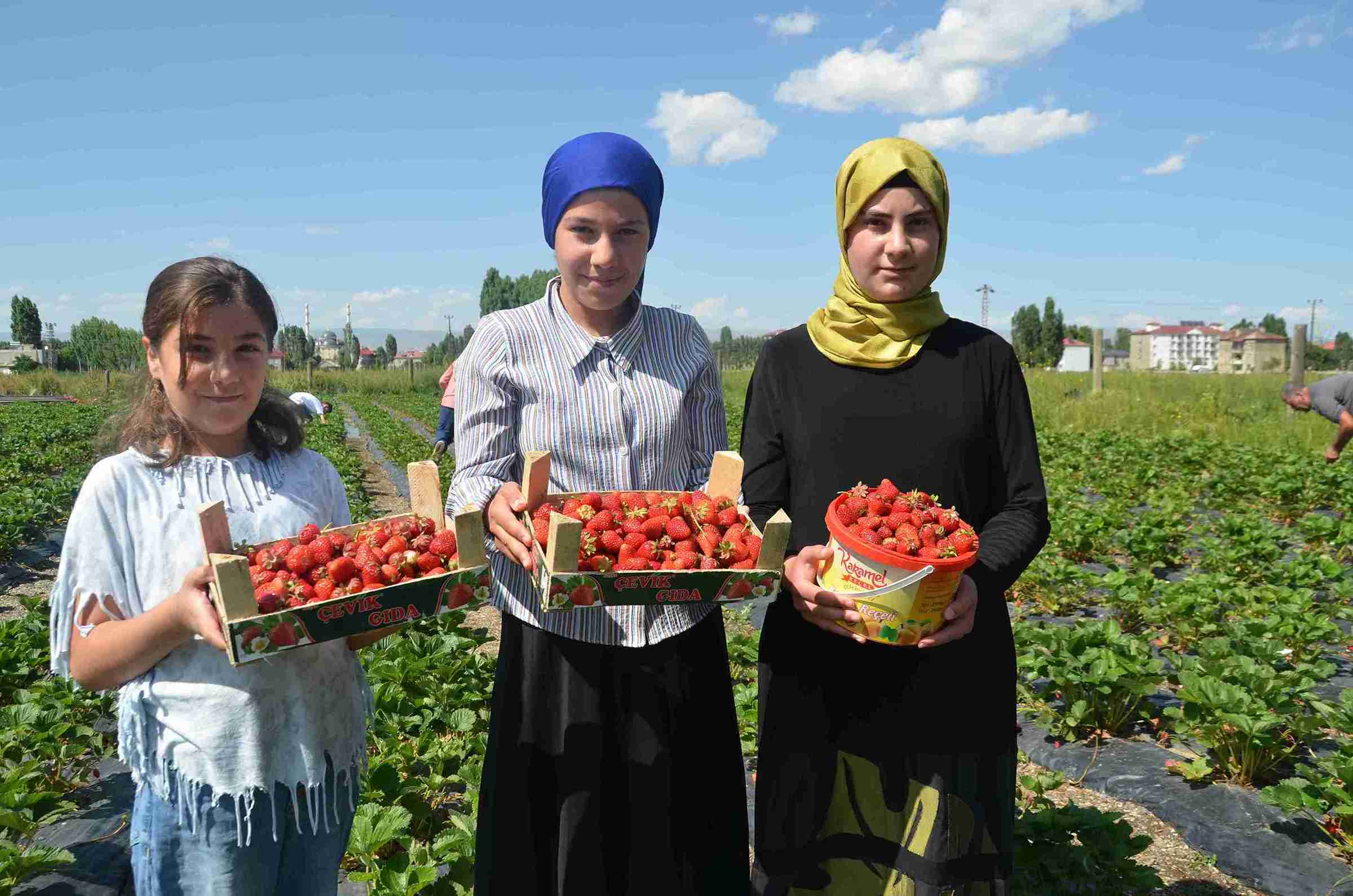 Çilek bahçesi manzarası