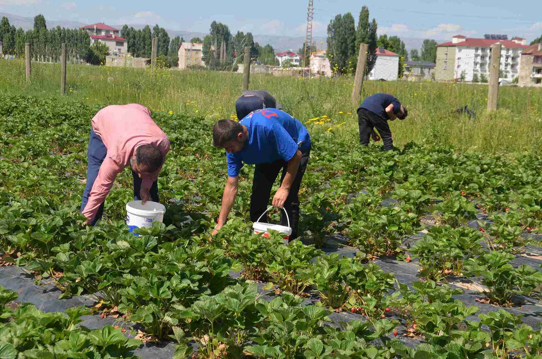 Çilekler toplanıyor