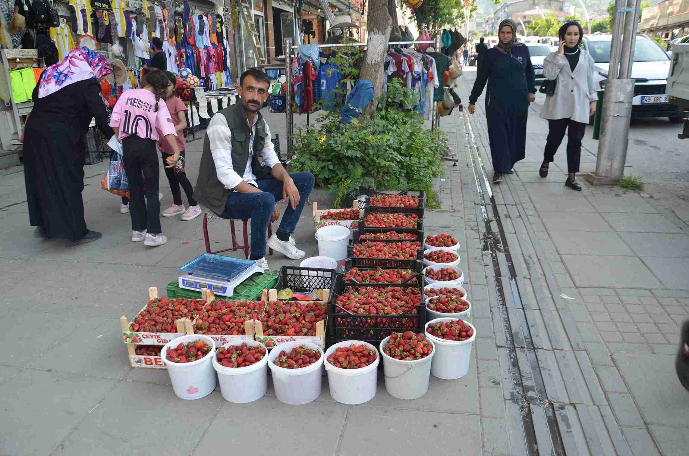 Çilek bahçesi