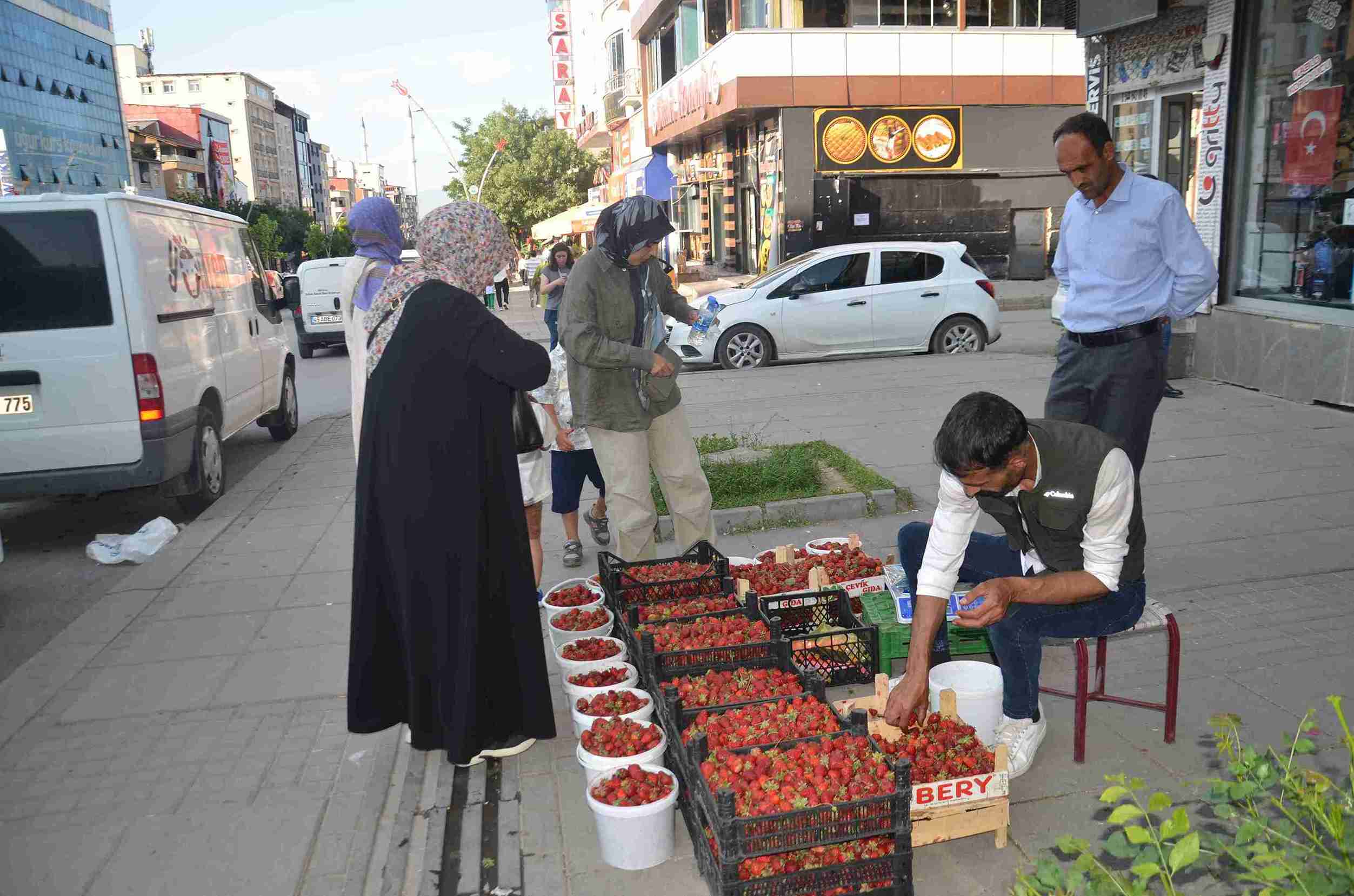 Çilek hasadı