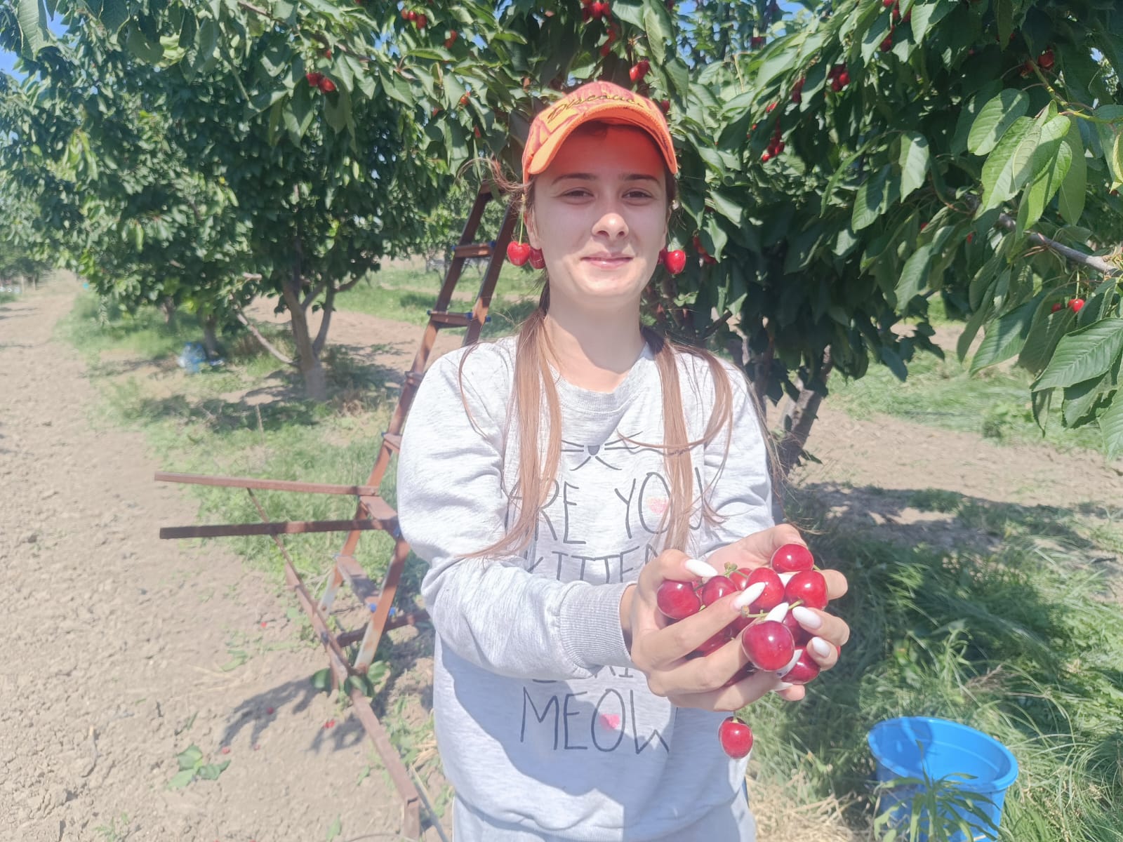 Kiraz Hasat Anı