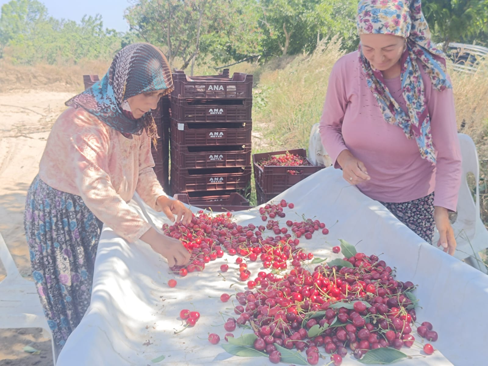 Kiraz Bahçesi