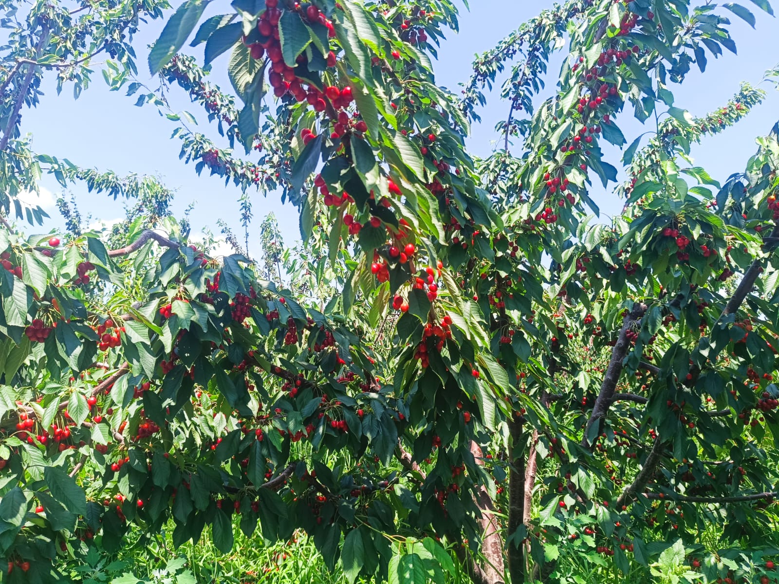 Çeribaşı Kirazı