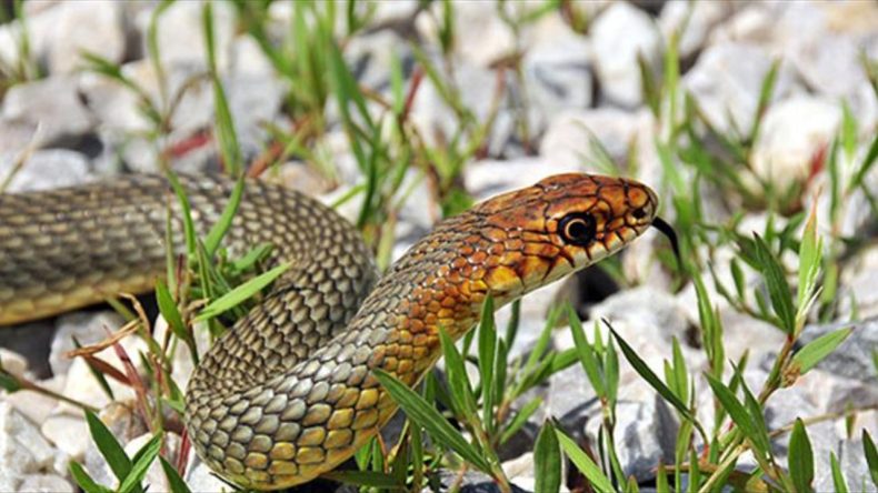 Açıkta Bırakılan Süt Yılanları Eve Çekiyor