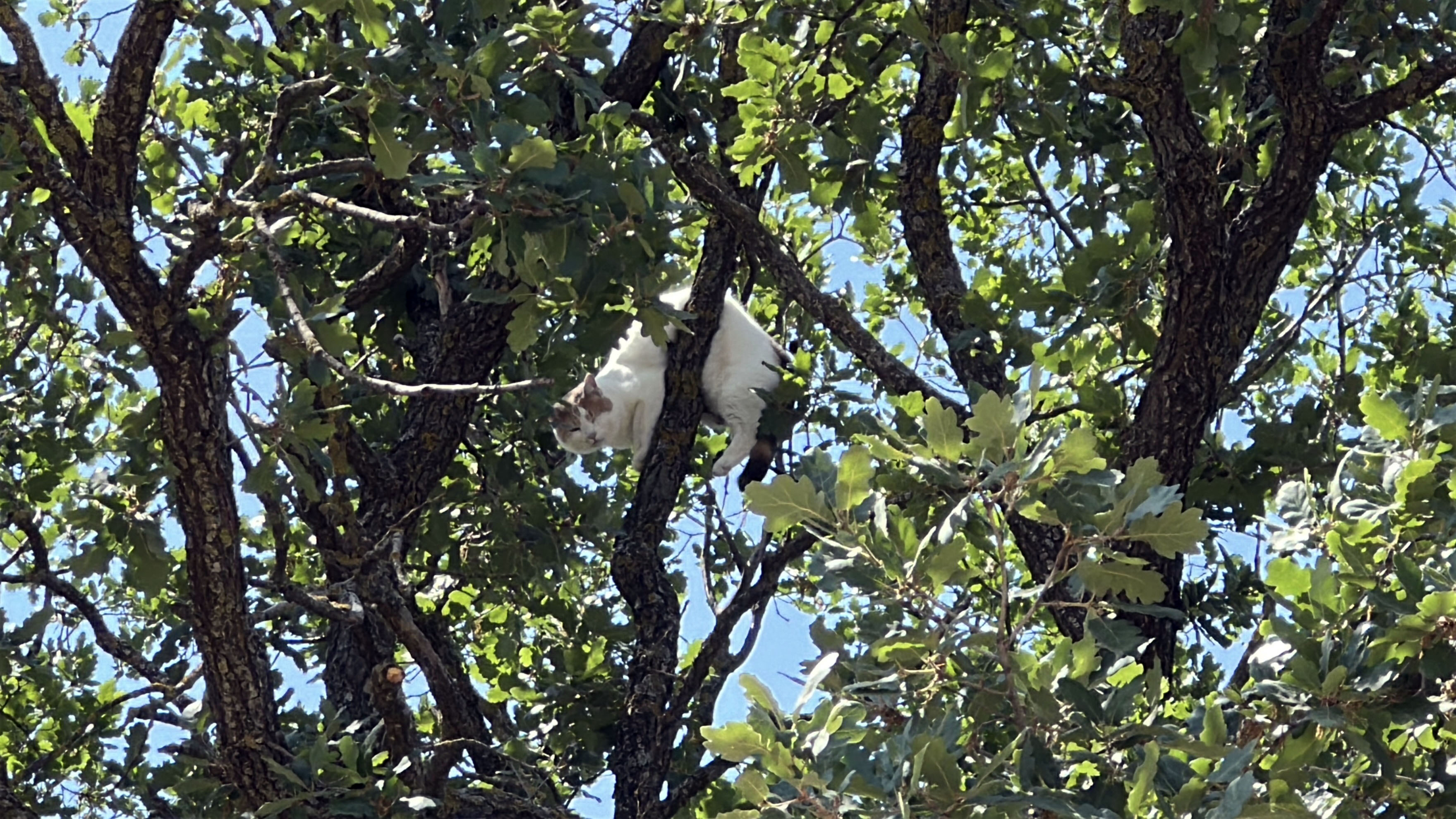 Kedi Şirin ağacın üzerine tırmanmış durumda.