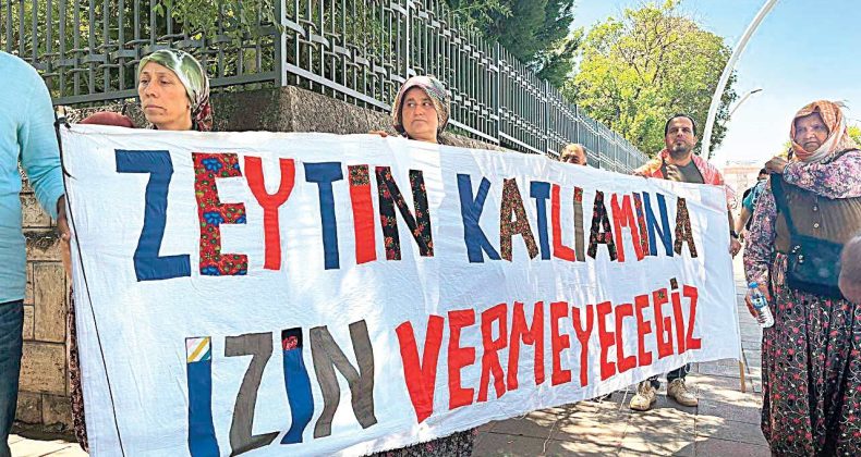AKP Zeytinliklere 11 Kez Göz Dikti