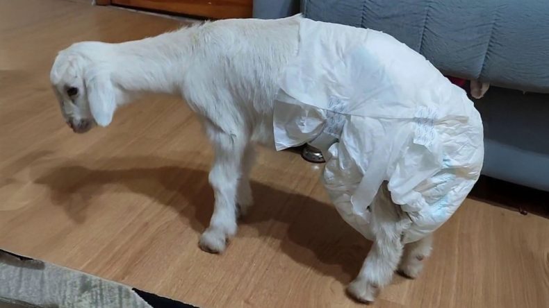 Altına bez bağlandı, biberonla büyütüldü: Kurbanlık değil, aile üyesi oldu