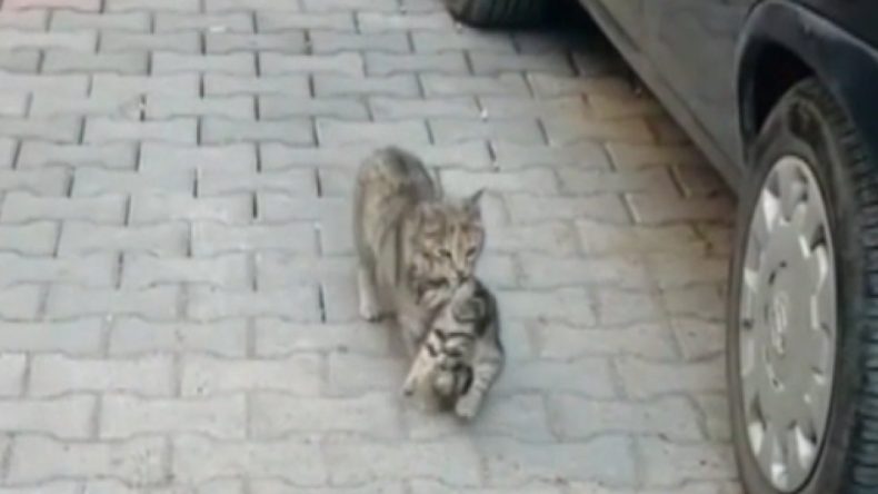 Anne Kedi Hasta Yavrusunu Ağızında Taşıyarak Veterinere Getirdi