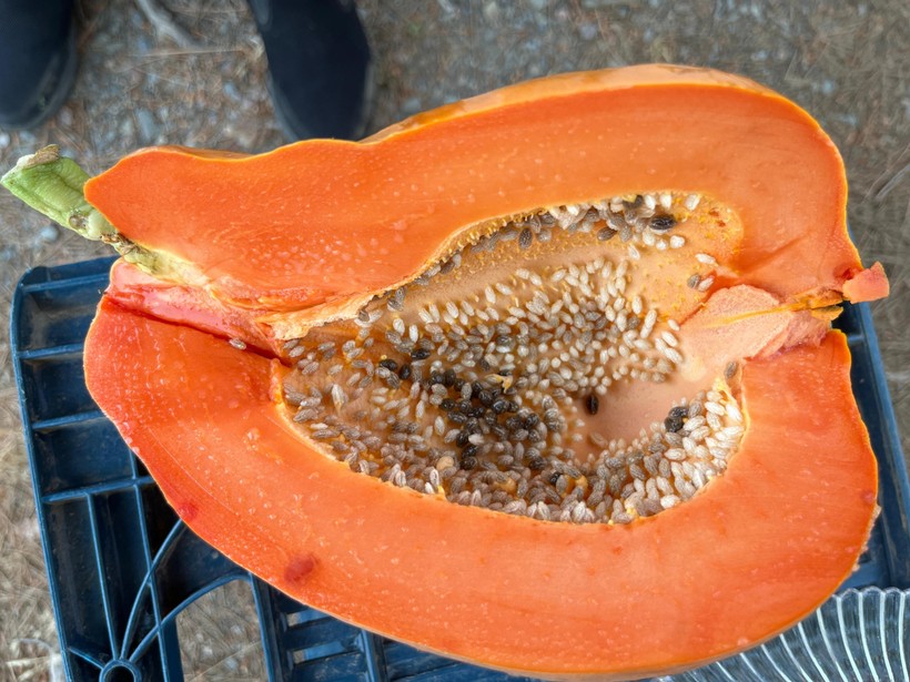 Papaya Hasadı