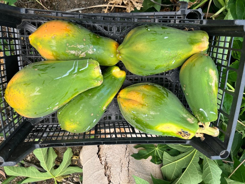 Papaya Satışı