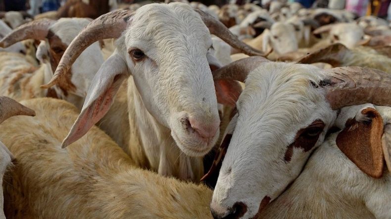 Bakan Yumaklı Kurban Bayramı’nda kesilen hayvan sayısını açıkladı