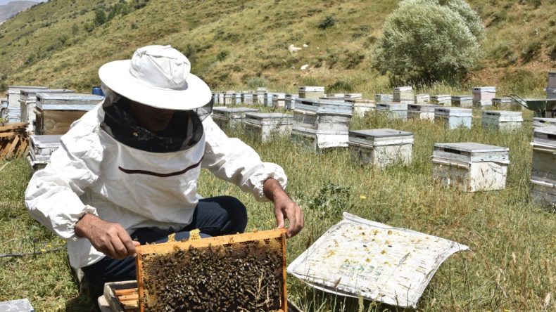 Bal Üretiminde Düşüş: Arı Kayıpları Tehditi!