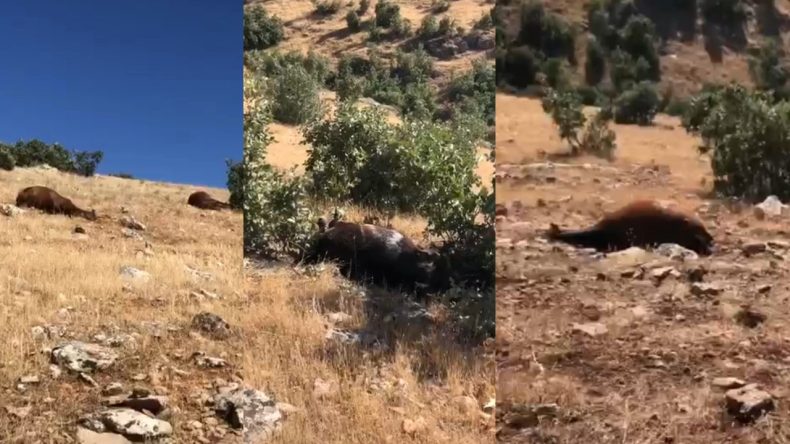 Batman’da Yılkı Atları Silahlı Saldırıya Uğradı